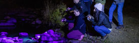 ANYTHING GLOWS: A FLUORESCENT WALKING TOUR