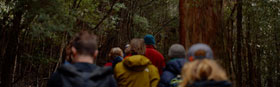 BIG TREE BIOLOGY @ Mt Field