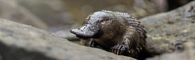 PLATYPUS WALK