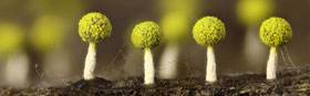 SLIME MOULD FOREST WALK