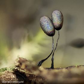 ENCHANTED SLIME MOULD FOREST