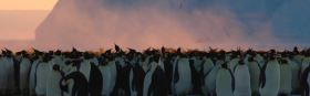 FILMING ADÉLIE PENGUINS ON THE ANTARCTIC PENINSULA