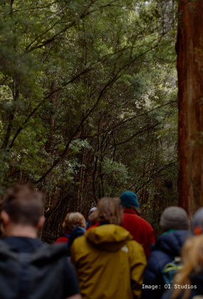 BIG TREE BIOLOGY @ Mt Field