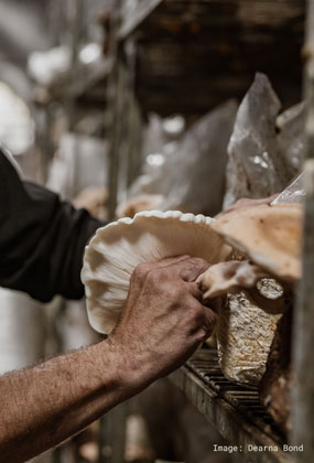 MUSHROOM WORKSHOP AT Tunnel Hill