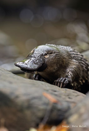 PLATYPUS WALK