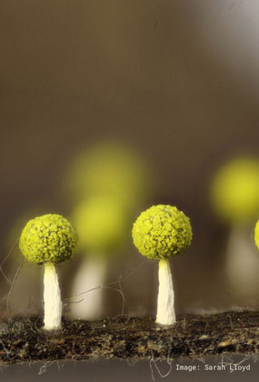 SLIME MOULD FOREST WALK