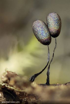 ENCHANTED SLIME MOULD FOREST