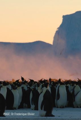 FILMING ADÉLIE PENGUINS ON THE ANTARCTIC PENINSULA