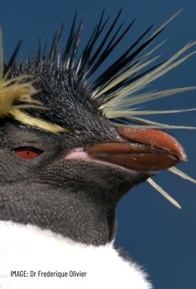 HOBARTICA EAST