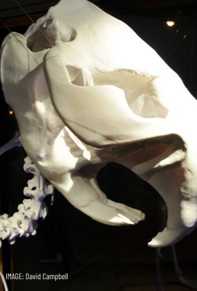 InsideOUT: ROSTRUM CASTORIS AVIFORME