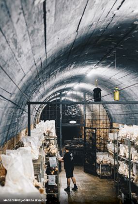 MUSHROOM WORKSHOP AT TUNNEL HILL
